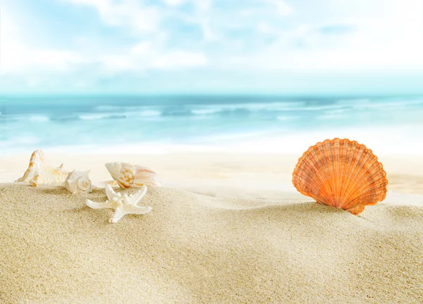 Coquilles colorées sur la plage . — Photo