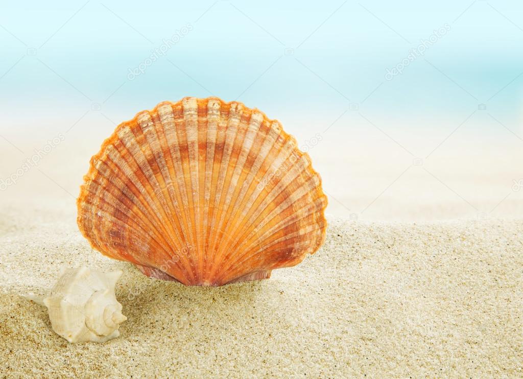 Colorful shell on beach