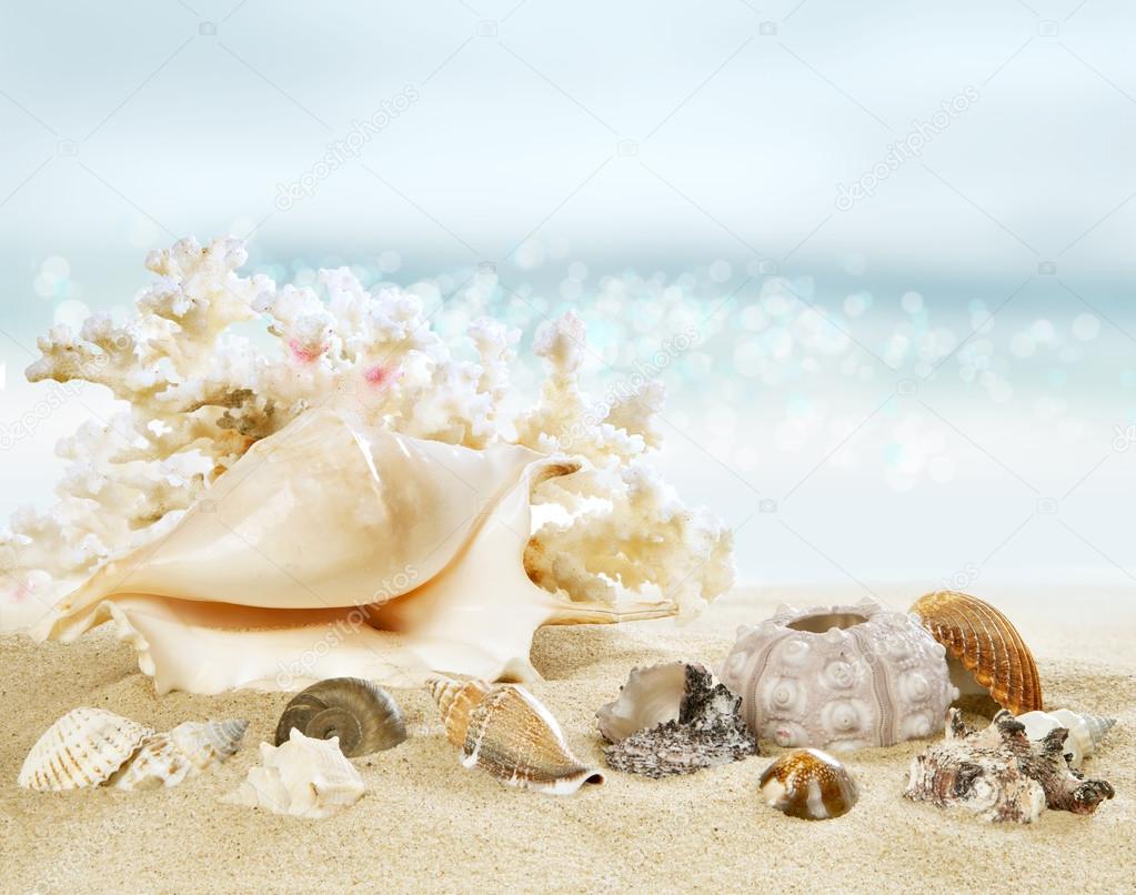 Sunny beach with shells