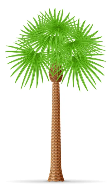 Векторная иллюстрация пальм — стоковый вектор