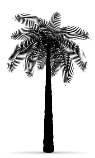 Illustration vectorielle silhouette palmier contour noir — Image vectorielle