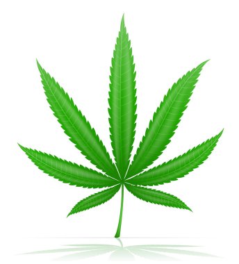Beyaz arka planda izole edilmiş esrar marihuana yaprağı tıbbi uyuşturucu yasallaştırma vektörü illüstrasyonu