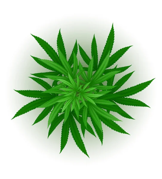 在白色背景下分离的大麻叶 药用药物合法化病媒图解 — 图库矢量图片
