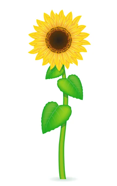 Ilustración del vector girasol — Vector de stock