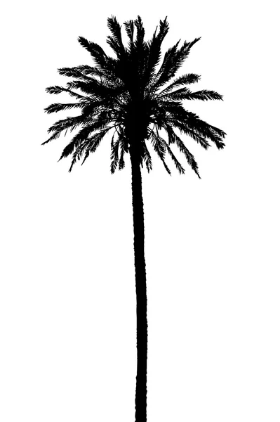 Силует пальмових дерев реалістична Векторна ілюстрація — стоковий вектор