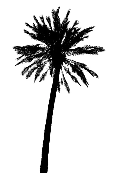 Silhouette of palm trees realistic vector illustration — Stock Vector