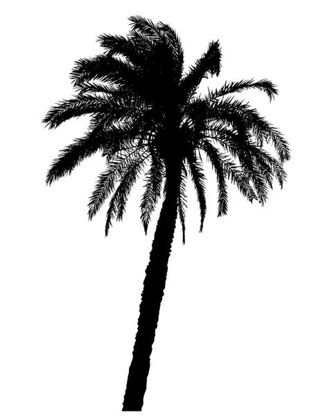 Silhouette of palm trees realistic vector illustration — Stock Vector
