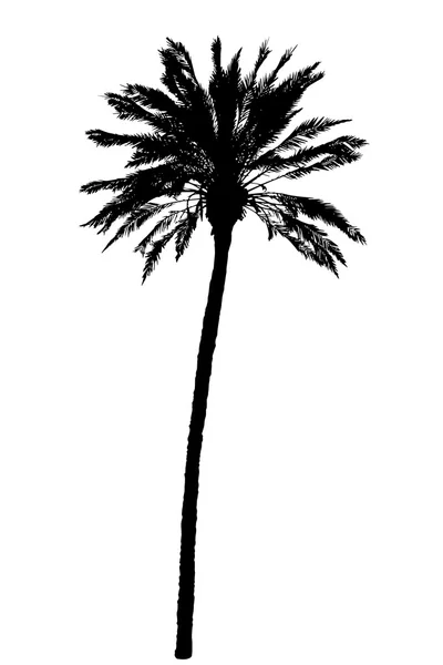 Silhouette of palm trees realistic vector illustration — Stock Vector