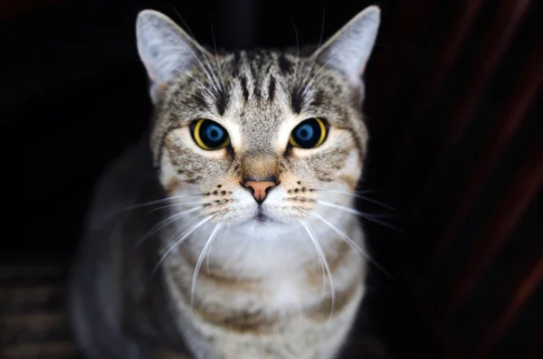 Kocie oczy — Zdjęcie stockowe