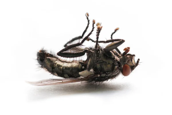 Dead fly — Stock Photo, Image