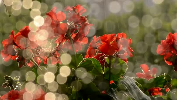 Rote Blumen im Sonnenaufgang — Stockvideo