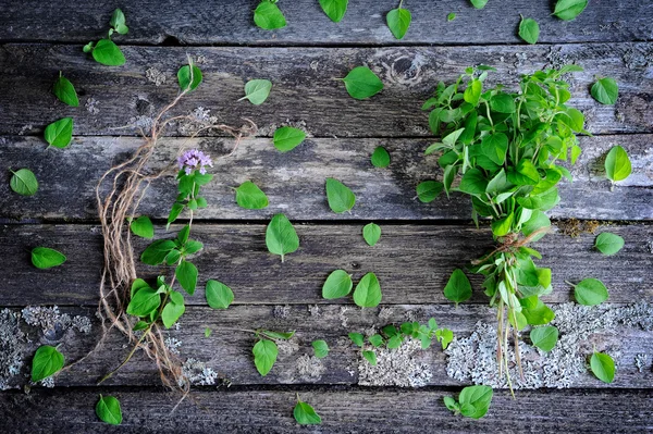 Fresh oregano herb — Stock Photo, Image