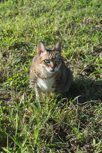 Domestic cat in outdoor — Stock Photo, Image