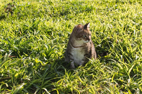 Hauskatze im Freien — Stockfoto