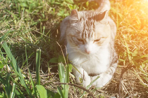 Hauskatze im Freien — Stockfoto