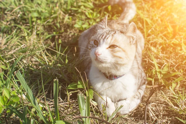 Binnenlandse kat in buiten — Stockfoto