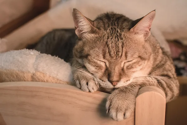 Γάτα στο ύπνου — Φωτογραφία Αρχείου