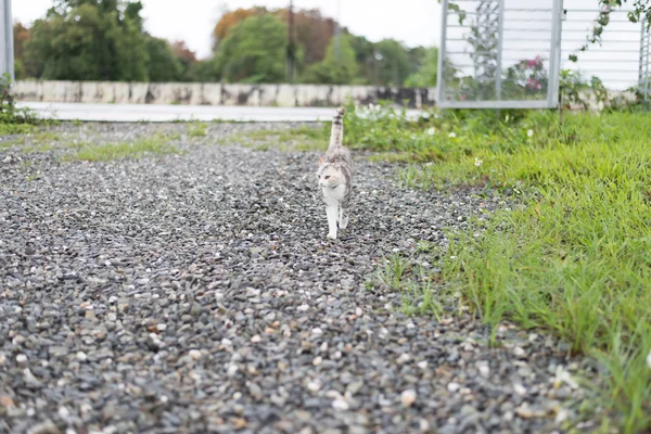 Chodzić kota w odkrytym — Zdjęcie stockowe