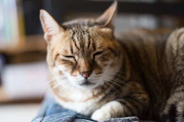 Gato caminar en el aire libre — Foto de Stock