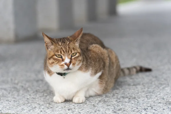 国産タビー猫 — ストック写真