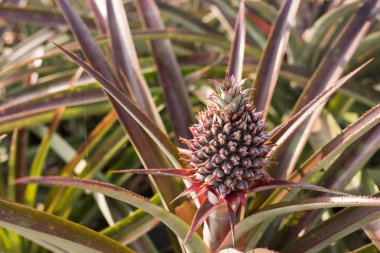 ananas çiftlik sahne