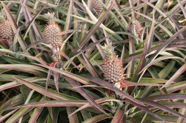 ananas çiftlik sahne