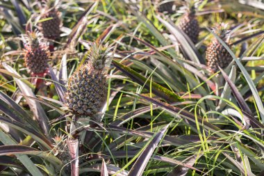 ananas çiftlik sahne