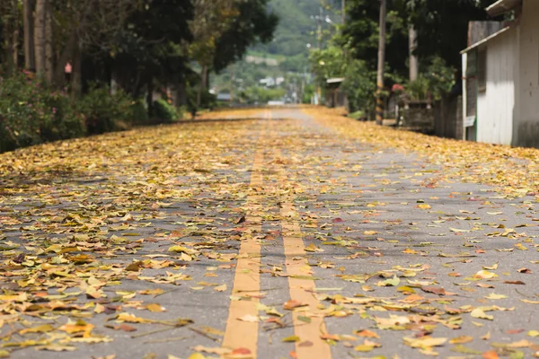 Countryside road with leaves — Stock Photo, Image