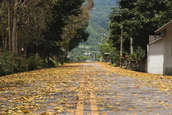 Estrada rural com folhas — Fotografia de Stock