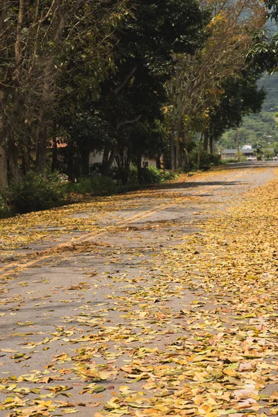 Vidéki road, levelekkel — Stock Fotó