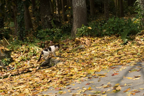 Kırsal yürüyüşte kedi — Stok fotoğraf
