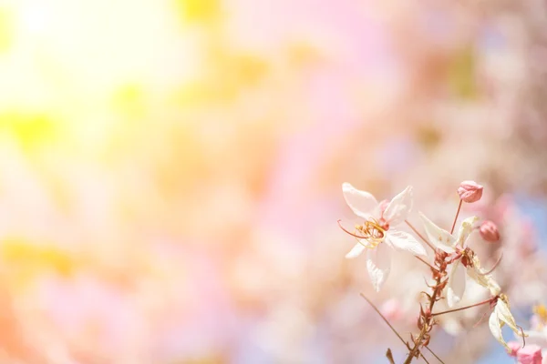 Cassia bakeriana ağaç — Stok fotoğraf