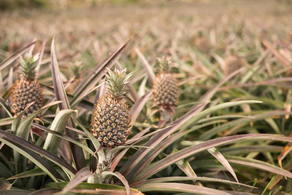 Ananas boerderij landschap — Stockfoto