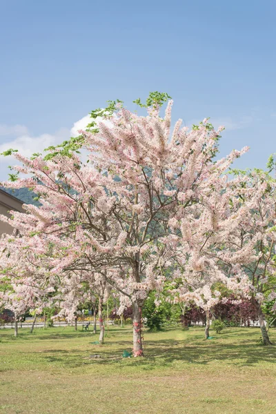 Cassia bakeriana ağaç — Stok fotoğraf