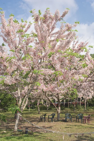 Cassia bakeriana tree — Stock Photo, Image