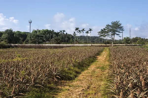 Paisagem de fazenda de abacaxi — Fotografia de Stock