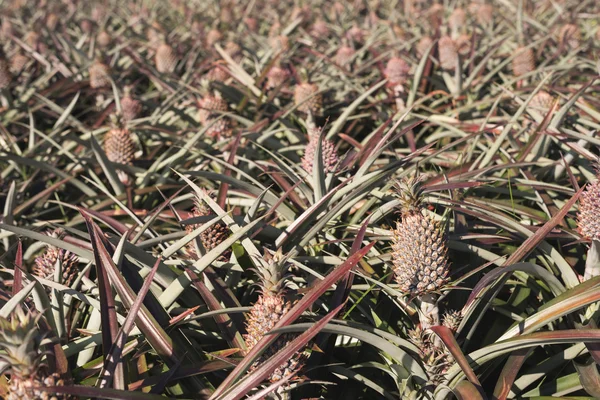 Ananas dekoracje farm — Zdjęcie stockowe