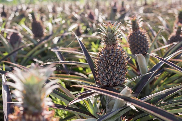 Ananas boerderij landschap — Stockfoto