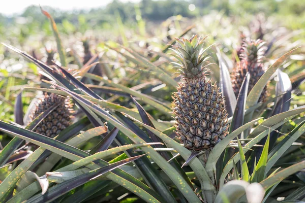 Ananas boerderij landschap — Stockfoto