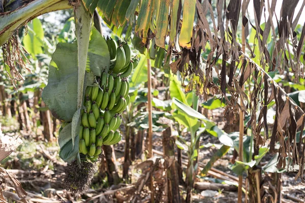 Банановое дерево на ферме — стоковое фото