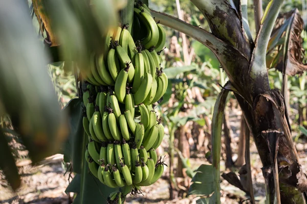 Banana tree in the farm — Stock Photo, Image