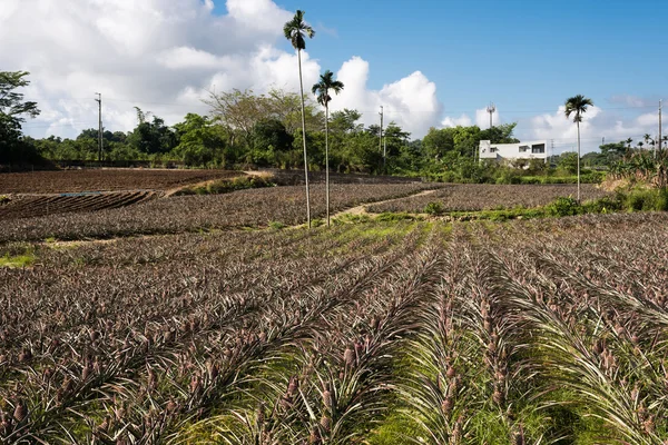 Landschaft eines Ananasbauernhofs — Stockfoto