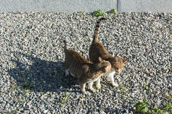Gatos jugar en al aire libre —  Fotos de Stock