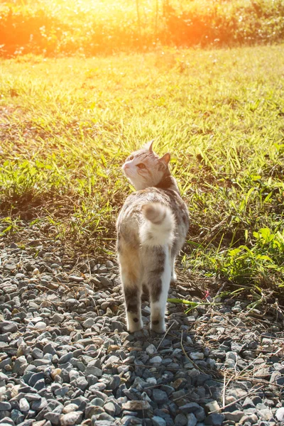 Домашняя кошка на открытом воздухе — стоковое фото