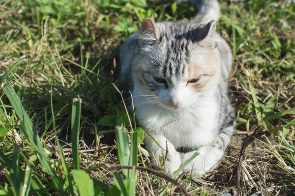 Açık yerli kedi — Stok fotoğraf