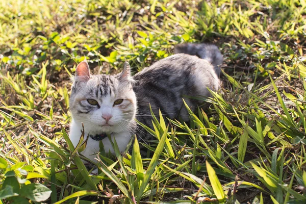 Домашняя кошка на открытом воздухе — стоковое фото