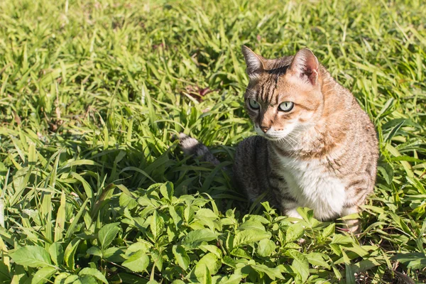 Gato doméstico en al aire libre — Foto de Stock