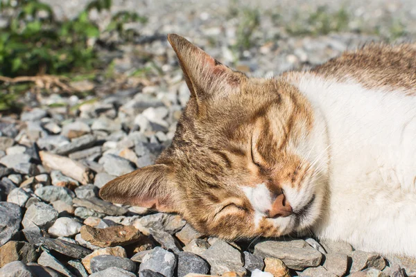 Gatto domestico all'aperto — Foto Stock