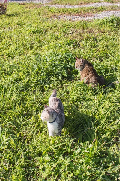 Gatos jugar en al aire libre — Foto de Stock