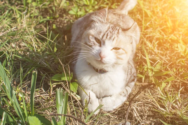 Hauskatze im Freien — Stockfoto